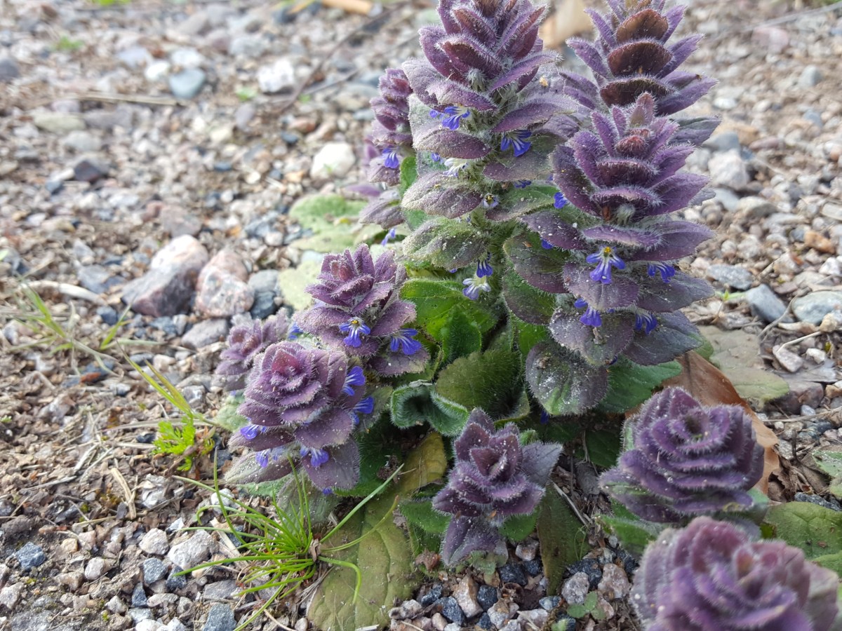 Årets växt 2026 –&nbsp;blåsuga