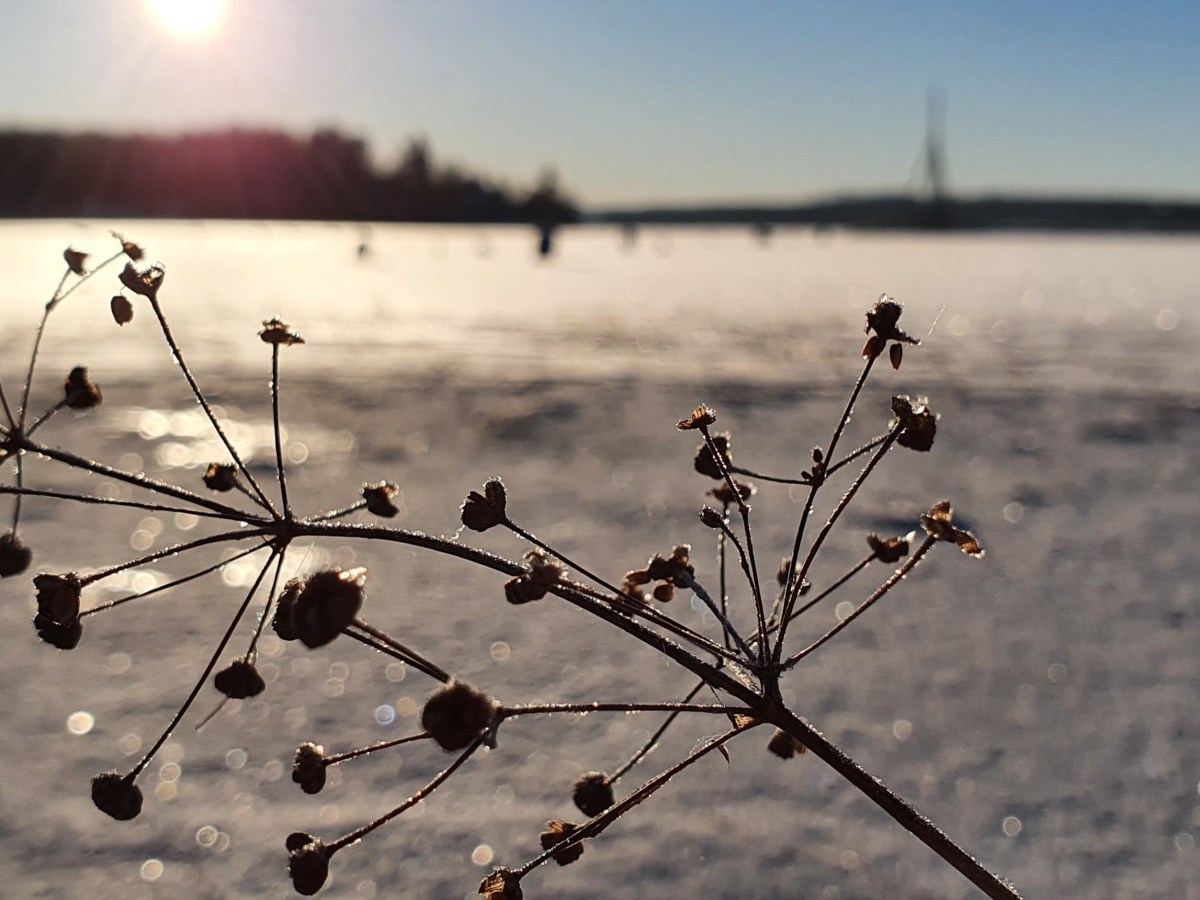En del nyheter och en önskan om ett gott nytt&nbsp;växtår