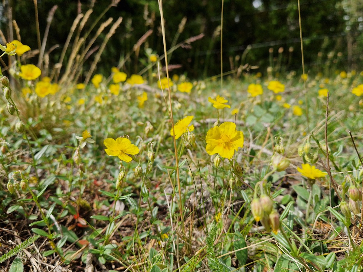 Välkommen på årsmöte 19&nbsp;juli