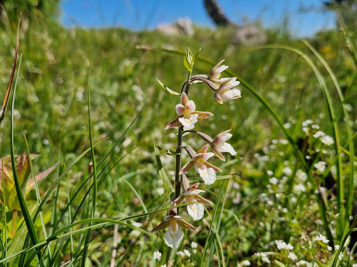 Samexkursion med Ölands Botaniska&nbsp;förening